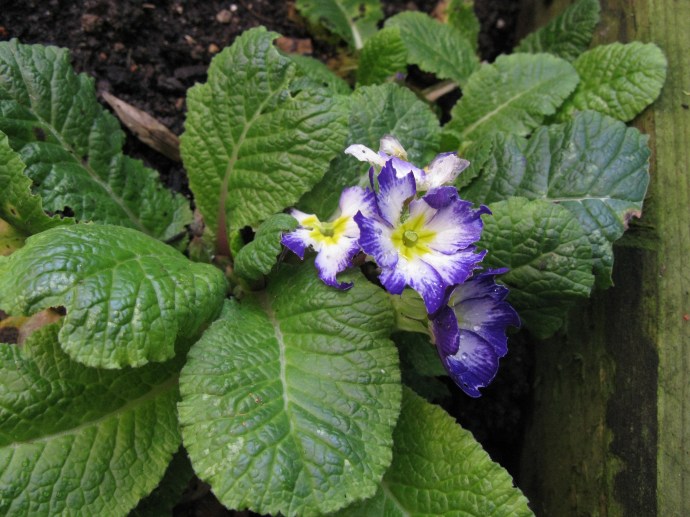Primulan med flest blommor har redan hunnit få besök av nån hungrig snigel. Men den får vara med på bild ändå för jag tyckte den hade fina färger.