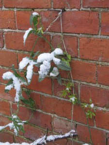 Hoppas att passionsblomman tål lite snö.