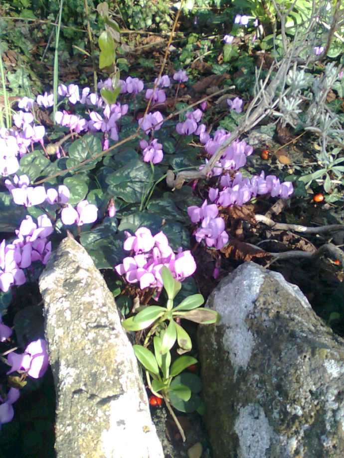 Hade ingen aning om att cyklamen var en vårblomma.