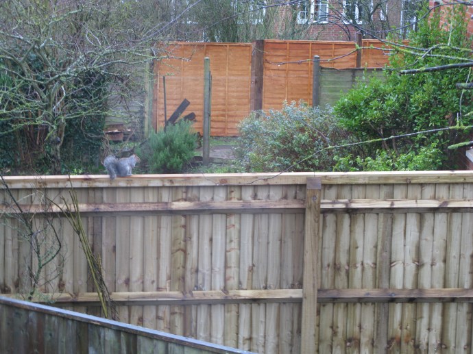 Nu har grannen satt upp lite nytt staket. En ekorre har provsuttit och godkänt. En granne längre bort har också fixat ett par bitar. Det tar sig!