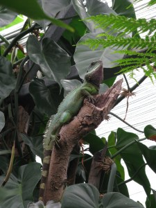 Ödlan vägrade titta mot kameran.