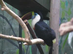 A fick se sin första Tukan i verkligheten. En fågel som varit hans favorit länge.