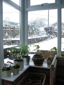 Pelargonerna i mitt conservatory är nog glada för skyddet som glaset ger.