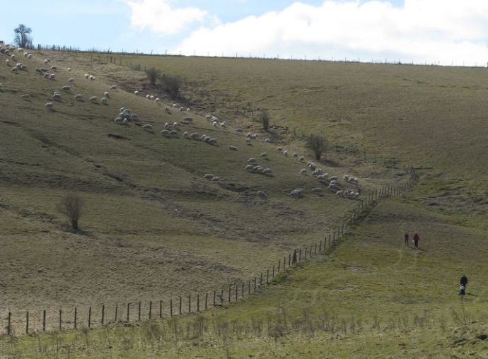 Barnen och morföräldrarna utforskar omgivningarna. Till skillnad från svenska får så svarar inte de engelska när man säger Bä till dem.