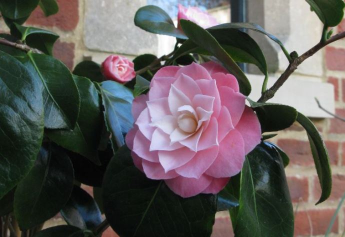 Nu har Kamelian slagit ut mer. Tidigare hade jag ingen aning om att blombladen var stela och att den knappt doftar. Men den kompenserar ordentligt med sin skönhet.