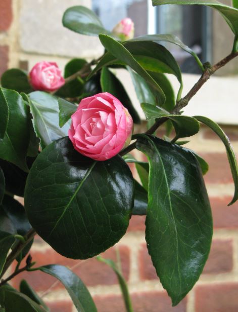 Utanför vårt köksfönster växer den här skönheten.