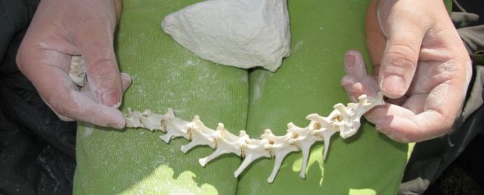 Vi hittade mycekt krita, benrester och hagelpatroner. Finns det något samband?