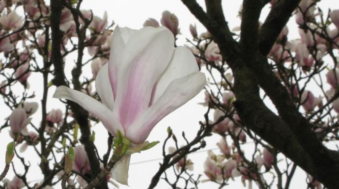 Trädet som denna blomma sitter i står intill min väg till jobbet. 