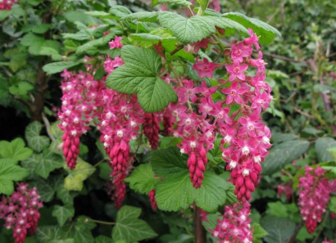 På väg till barnens skola växer denna svart-vinbärs-släkting. Bladen doftar lika gott, men blommorna är fantastiska. Vill ha.