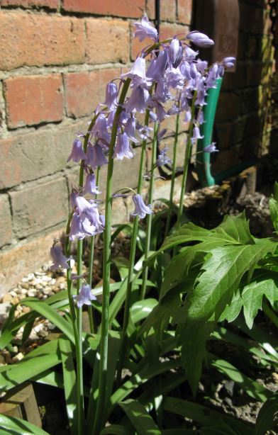 Dessa blå klockor är vanliga häromkring. Vi har några vita också. Vet inte vad de kallas.