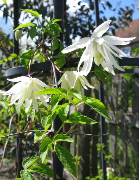 Det finns ett antal klematis i vår trädgård och de flesta ligger bara i stargroparna med några små blad, men den här har bokstavligen blommat ut. Den har ett tjugotal stora blommer från marken och till 1,5m upp.
