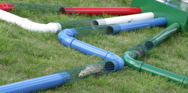 Man kunde sätta pengar på vilken av fyra illrar som skulle komma fram först. Fast de var lite för nyfikna på publiken för att helt kunna koncentrera sig på sina rör.