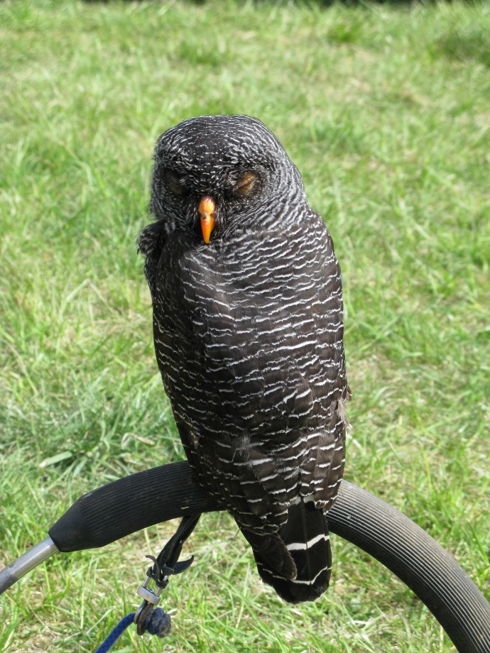 Det var även show med en jaktfalk och flera andra fåglar fanns på plats. Jag vet inte vad det här är för en, men den var snygg.