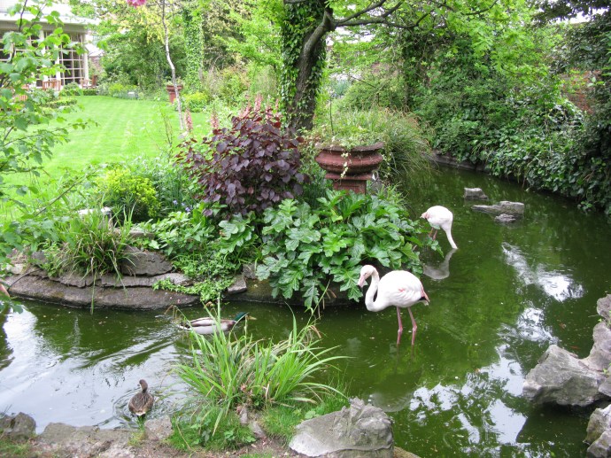 På taket på ett till synes vanligt hus på High Kensington Street mitt i London ligger den här trädgården med fyra riktiga flamingo och andra ovanliga fåglar.