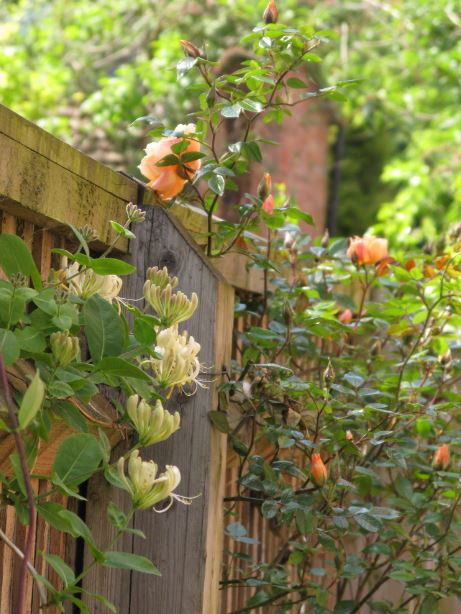 Kaprifolen är översållad med blommor och rosen intill är också jättefin. Övriga rosor i trädgården är inte i närheten. Flera av dem har farit väldigt illa av den sena frosten.