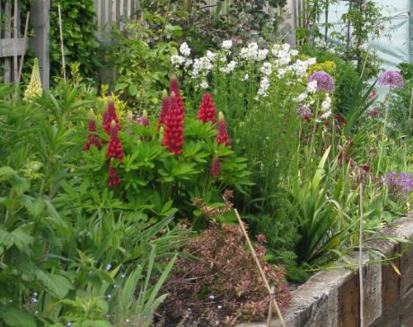 Tidigare har jag av någon anledning inte gillat lupiner, men den här mörkröda är jag väldigt förtjust i.