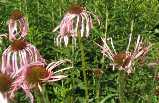 Nog ser de lite för rufsiga ut?