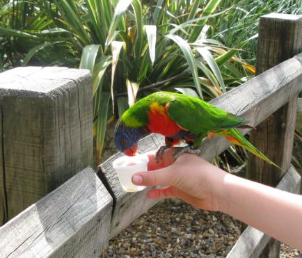 En loripapegoja på K:s hand.