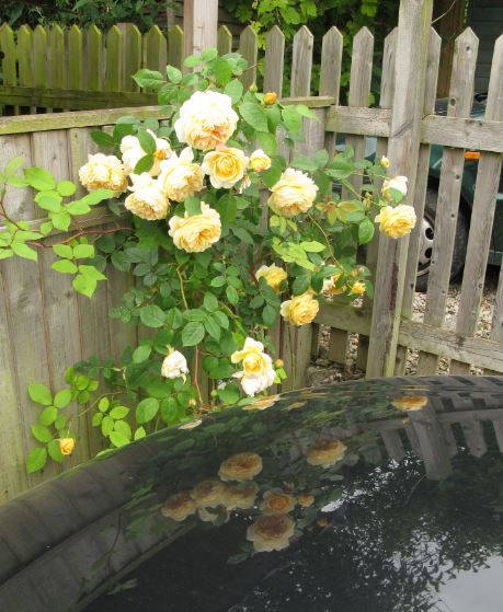 Visst speglar sig rosorna fint på motorhuven till vår bil?