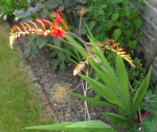 Våra små palmer har äntligen börjat blomma.