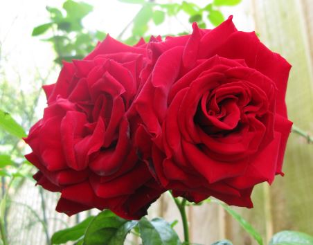 Blombladen är som sammet, men tyvärr doftar den inte.