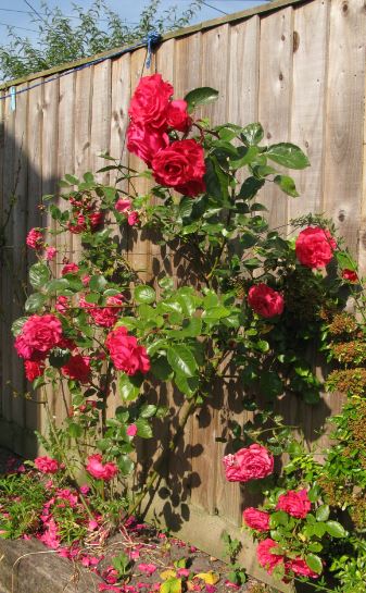 Lite mer doft men inte riktigt lika perfekt utseende. 