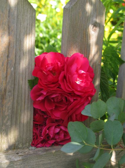 Grannens ros tittar in hos oss. Det räknas väl som en ros i vår trädgård?