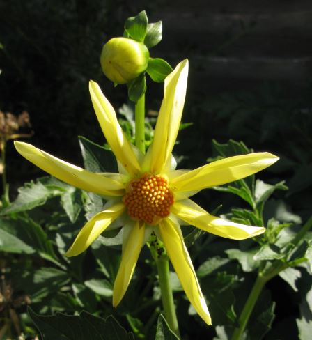 Den här sortens dahlia växer på flera ställen i rabatten. Det ser ut som gula solar. Gillar!