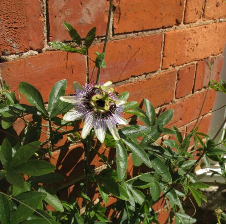 En enda passions-blomma blev det i sommar. 