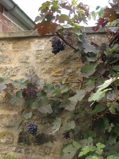 Vindruvor på mur