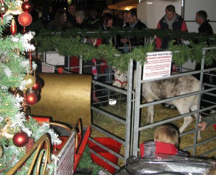 Runt renen var det fullt med folk som ville titta och klappa.