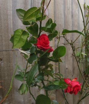 Röda rosor december