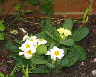 Primula