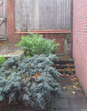 Trädgård före städning.