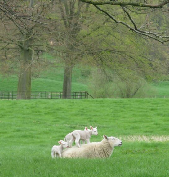 Mycket mer idylliskt än så här blir det knappast.