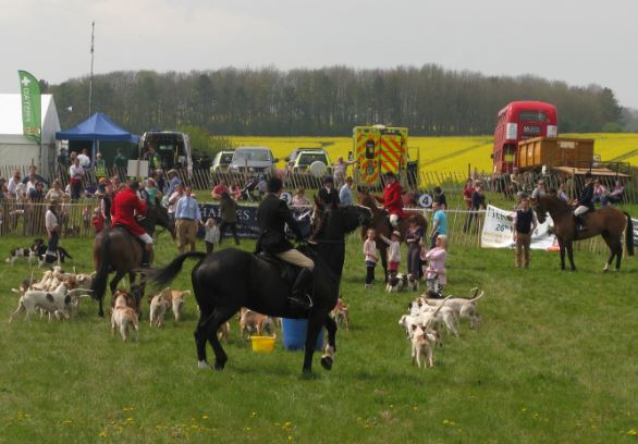 Hundarna fick också visa upp sig. Först nära publiken, sen fick de springa en bit med tre hästar på den riktiga banan. Hundarna såg glada ut, men lite oorganiserade.