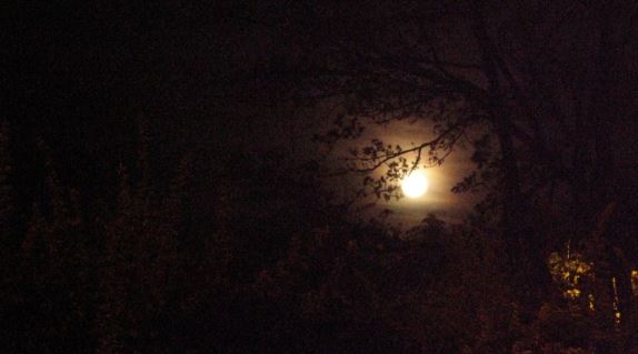 Fullmåne över någons trädgård