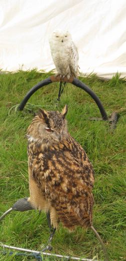Ugglor visades upp i en show.