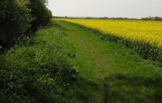 Vägen blev med tiden mindre och gräsigare.