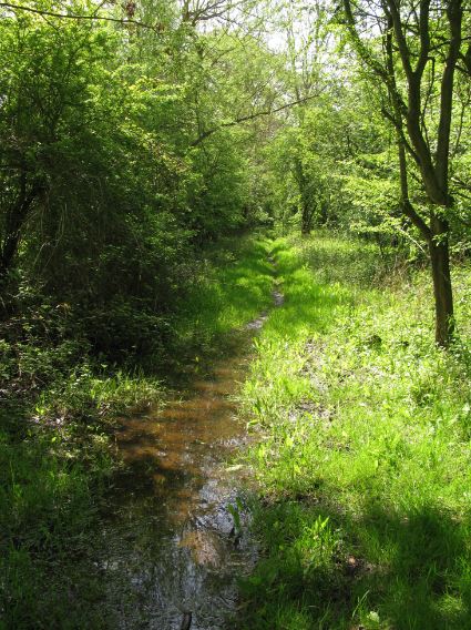 Vägen blev smalare och blötare. Det ni ser i mitten är inte en bäck. Det är stigen.