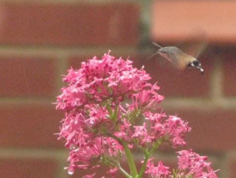 Vad tror ni, är det fladdrande djuret vid blomman en fågel, fisk eller mittemellan?