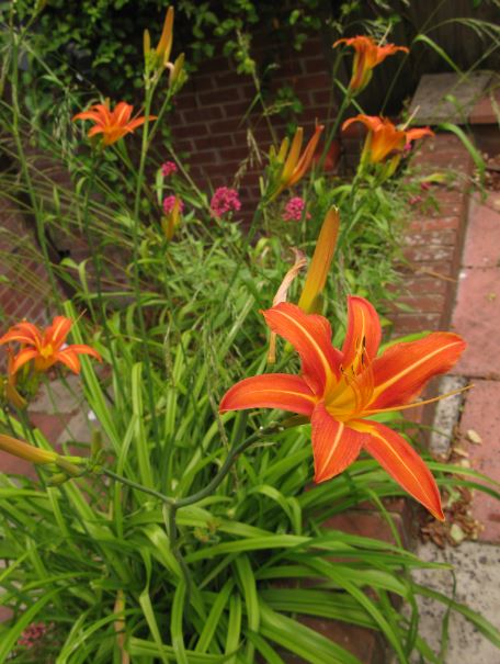 Avslutningsvis en bild från vår trädgård.