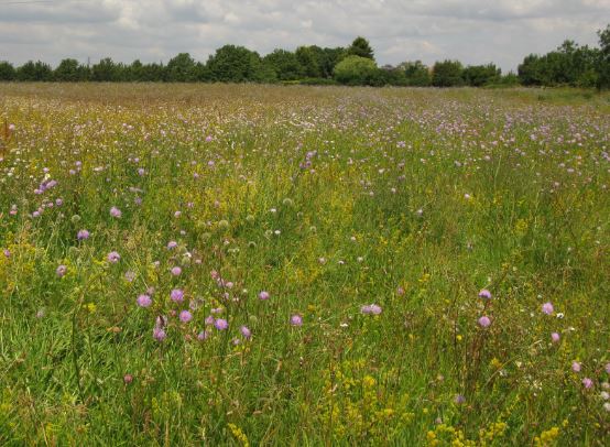 På sina ställen har det mesta redan blommat över, men bortre halvan är fortfarande översållad med olika sorters ängsblommor som jag inte kan namnet på.
