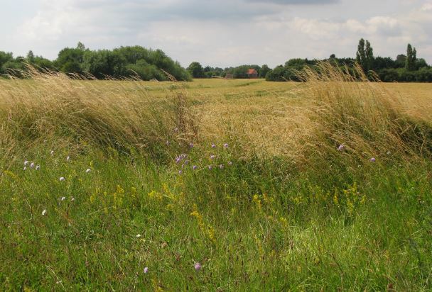 På ena sidan ängen ligger en åker och bortanför den några hus här och där bland träddungarna. Lite för långt bort för att vi ska hinna dit på lunchen.