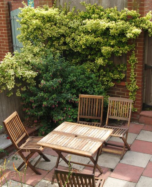 Bonusbild på vår största fuchsia (den delen som har mörkare blad).