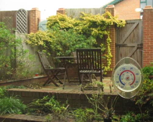 Kanske inte traditionellt julväder. Fuchsiorna har tappat många blad, men blommar här och där ändå.