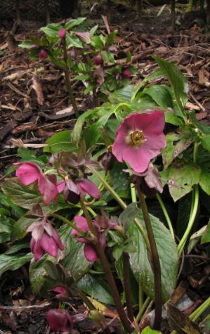 Vi har vita julrosor också.