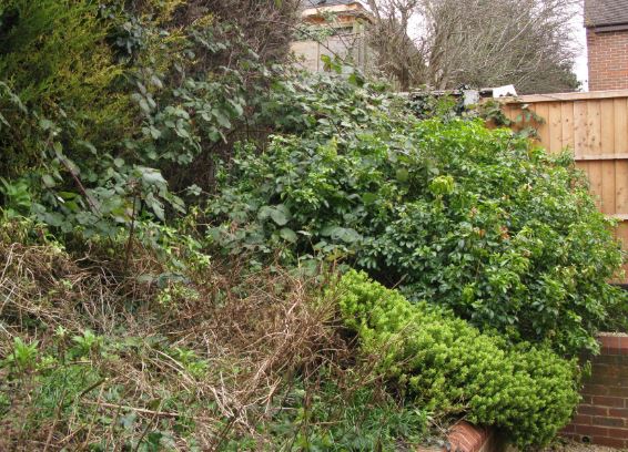 På de översta bilderna syns det att förra ägarna lyckades hålla delar av rabatterna fina. Men det mesta är djungel med inslag av taggiga björnbär. Jag måste skaffa mig långskaftade rejäla trädgårdshandskar...