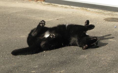 Vi fick vår första besökare