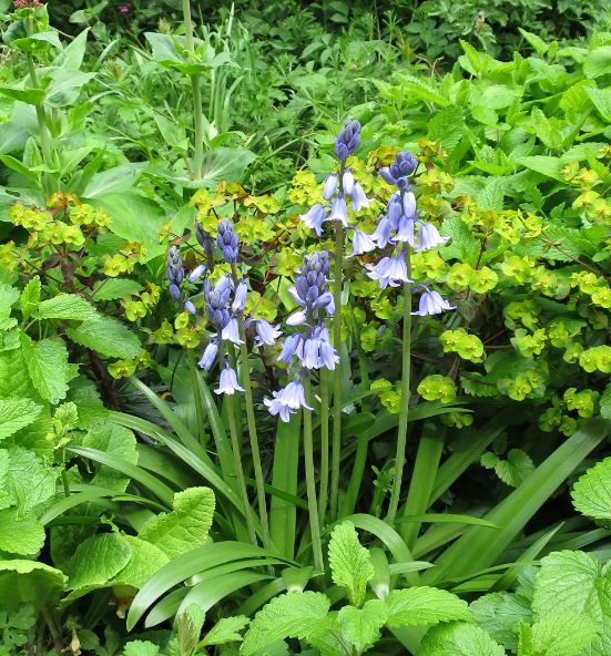 De ser inte ut som svenska blåklockor, men är väldigt söta och växer på flera ställen i min rabatt.